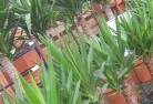 Cambridge Gulfplant-nursery-10.jpg; ?>
